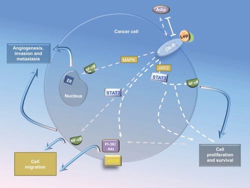 Antagonist Receptors in the Leptin Signaling Pathway